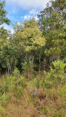 Pomaderris argyrophylla