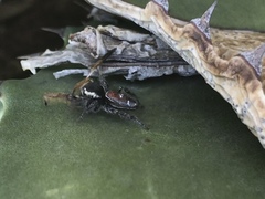 Phidippus cruentus