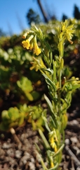 Lithospermum multiflorum