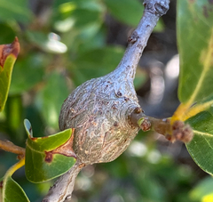 Protobalandricus spectabilis