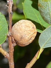 Andricus vacciniifoliae
