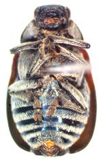 Ischiopachys bicolor proteus