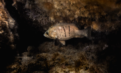 Acanthistius patachonicus