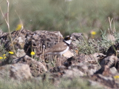 Charadrius dubius