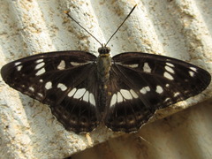 Limenitis doerriesi