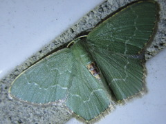 Maxates illiturata