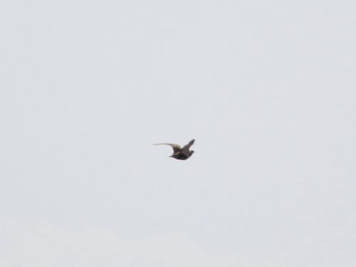 Pterocles orientalis