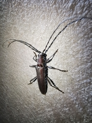 Aneflus glabropunctatus