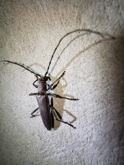 Aneflus glabropunctatus