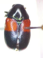 Ischiopachys bicolor proteus