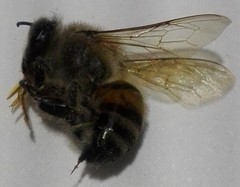 Apis mellifera