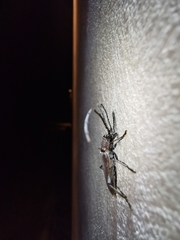 Aneflus glabropunctatus