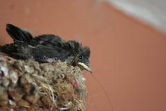 Hirundo rustica