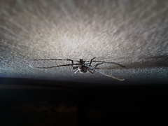 Aneflus glabropunctatus