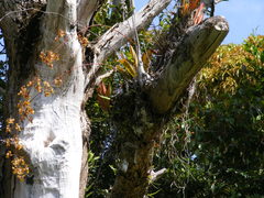 Trichocentrum undulatum