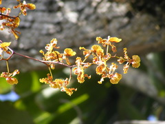 Trichocentrum undulatum