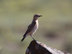 Oenanthe isabellina