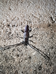 Aneflus glabropunctatus