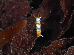 Diaphoreolis lagunae