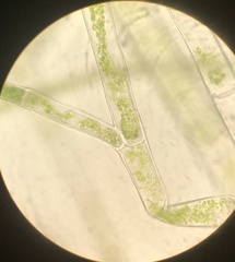 Cladophora liniformis