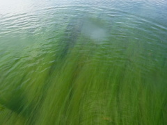 Cladophora liniformis