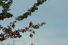 Pyrocephalus rubinus
