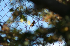 Sporophila torqueola