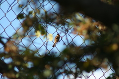 Sporophila torqueola