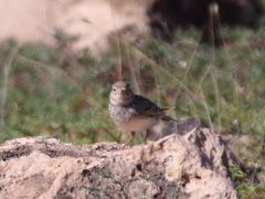 Alaudala heinei