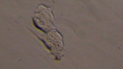 Trichamoeba