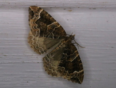 Ecliptopera silaceata