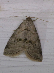 Hyperstrotia pervertens