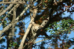 Streptopelia decaocto