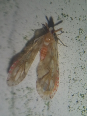 Anotia