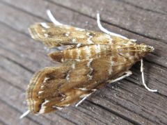 Elophila turbata