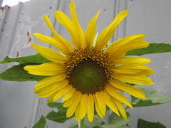 Helianthus annuus