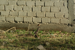 Pyrocephalus rubinus