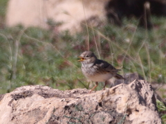 Alaudala heinei