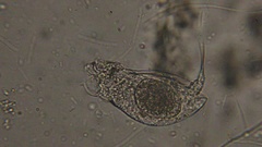 Colurella
