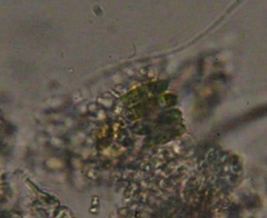 Desmodesmus