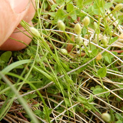 Cerastium beeringianum