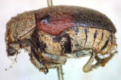 Megalostomis dimidiata