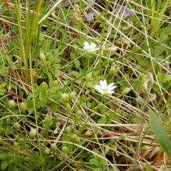 Cerastium beeringianum