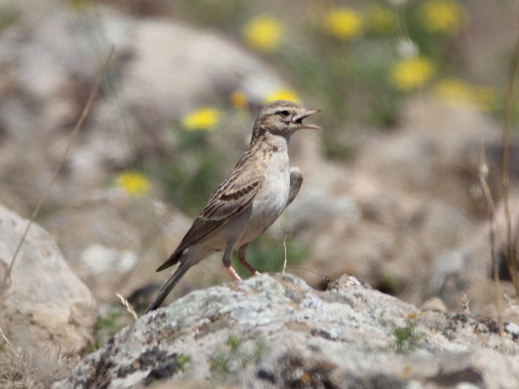 Greater Short-Toed Lark