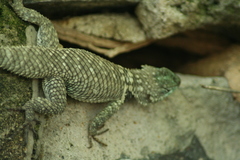 Sceloporus torquatus