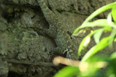 Sceloporus torquatus
