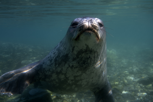 Weddell Seal, photo 8 of 10