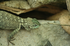 Sceloporus torquatus