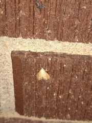 Glaphyria sesquistrialis