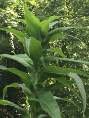 Lactuca canadensis